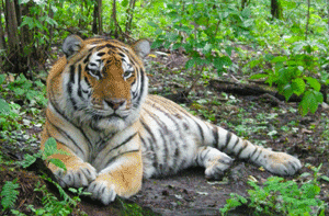 20100113トラ特集vol9_img09.gif